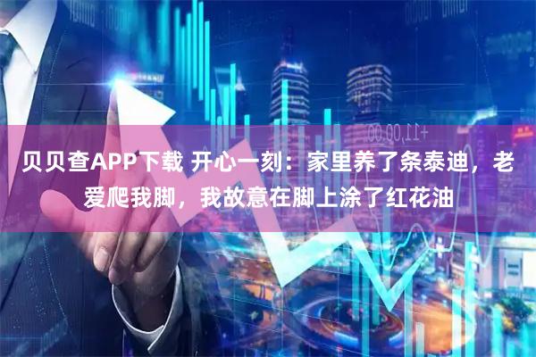 贝贝查APP下载 开心一刻：家里养了条泰迪，老爱爬我脚，我故意在脚上涂了红花油